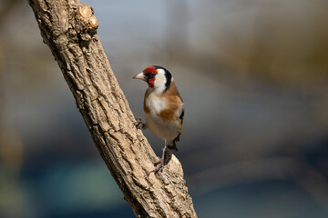 Stieglitz oder Distelfink (Carduelis carduelis)