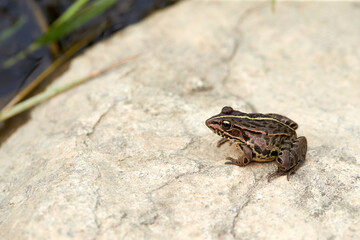 frog seen from the park.
