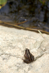 frog seen from the park.
