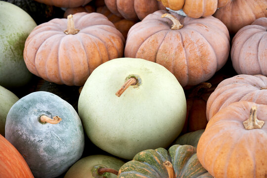 Various colorful pumpkins are gathered.