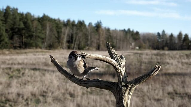 Eurasian tree sparrow hops from one branch to another in slow motion.