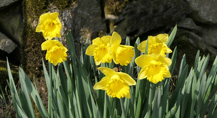 Lovely Bunch of Beautiful Yellow Daffodils growing in walled