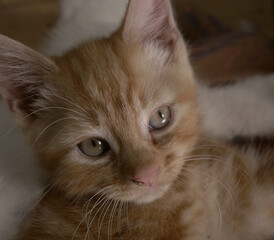 Cute adorable ginger baby kitten portrait shot