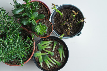Several pots with different species of plants. Copy space.