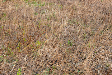 Dry straw on the agricultural land after the grain harvest