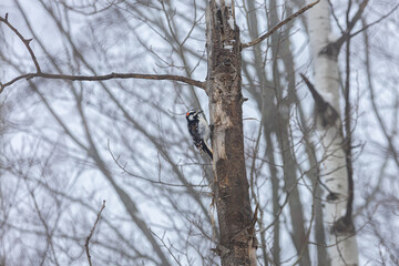 Woodpecker bird on a branch