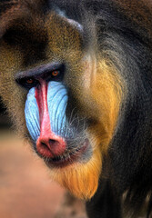 Fototapeta premium portrait of an adult male mandrill