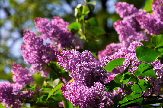 blossoming violet lilac bush in the garden. beautiful floral green nature background in springtime
