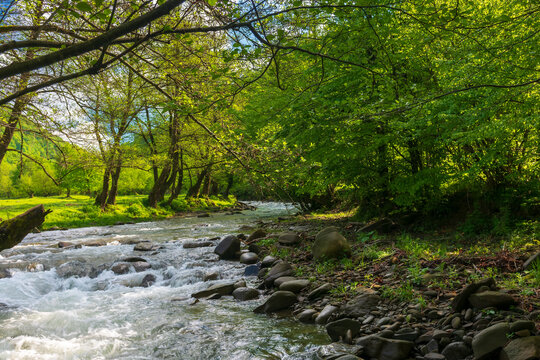 source of Turiya river in spring. beautiful nature landscape in the valley. countryside scenery with trees along the stream in morning light
