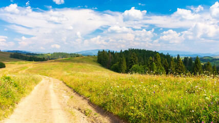 path through grassy fields. rural landscape with rolling hills and pastures in summer. trees and forest on the slopes. white fluffy clouds on the blue sky. idyllic countryside of carpathian mountains