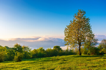 Naklejka na ściany i meble tree on the meadow at sunrise. beautiful countryside landscape of carpathian mountains in morning light. fog in the distant valley and clouds on the sky