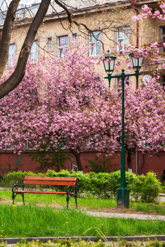 urban park in blossom. wonderful nature scenery in spring. walking path among the trees