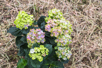 Hydrangea macrophylla Magical Amethyst Hokomathyst
