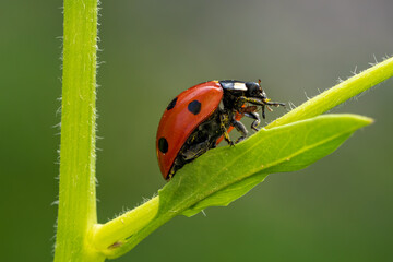 ladybug on a leaf