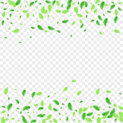 Green Greenery Background Transparent Vector. Sheet Decor Texture. Wind Illustration. Light Green Isolated Card. Plant Beauty.