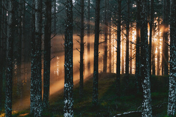 Beautiful forest scenery at sunset