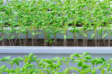 tomato seedlings growing in a greenhouse - selective focus