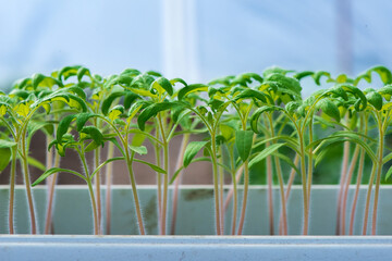 tomato seedlings growing in a greenhouse - selective focus