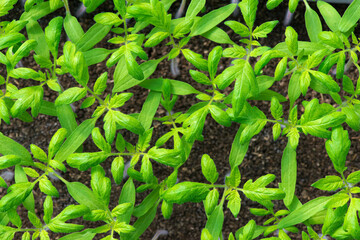 tomato seedlings growing in a greenhouse - selective focus