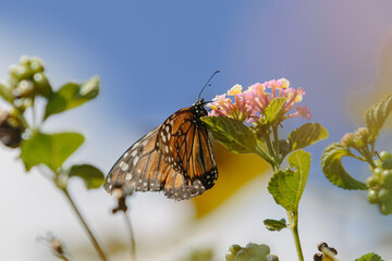 butterfly on a flower