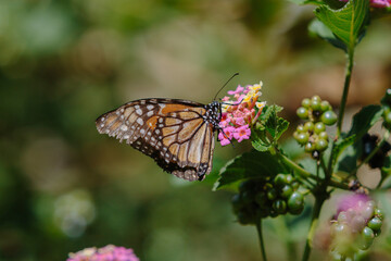 monarch butterfly on flower