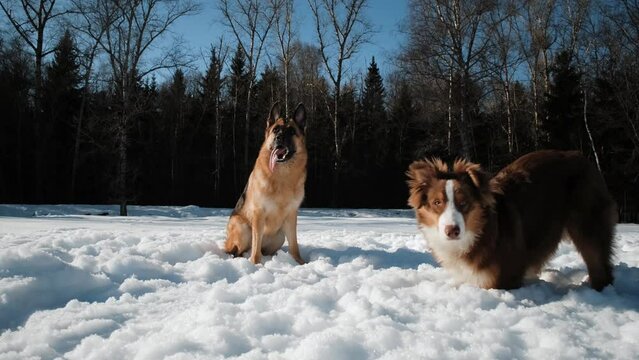 Black and red German Shepherd is sitting on snow on warm sunny winter day and next Australian Shepherd puppy is digging hole with head down in snow. Two dogs have fun and play in park in winter.