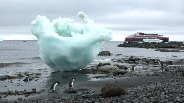 Antarctica. Penguins on the ocean. A group of Gentoo Penguins walking along the rocky shore of a penguin colony in the Antarctic peninsula.