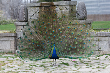 front of a peacock