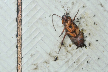 a dead cockroach infested with tiny black ants on the dirty blue tile floor