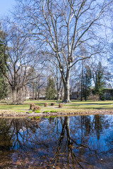 Fototapeta na wymiar park in the city of innsbruck in spring with big plane tree and reflection in the water of a pond