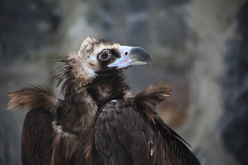 a close up portrait of black vulture