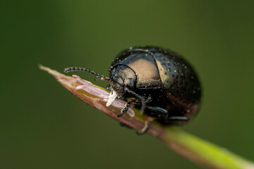 leaf beetle