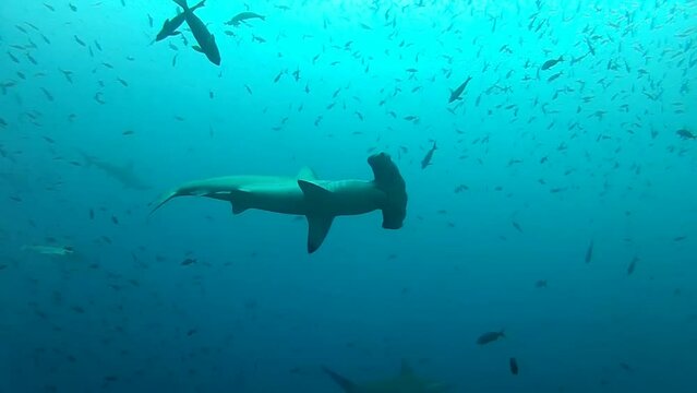 The Hammerhead sharks swim around underwater cameraman.