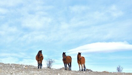 horses in the field
