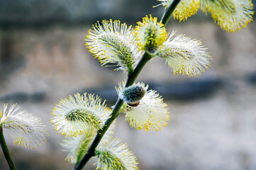Willow branches with male catkins in winter.