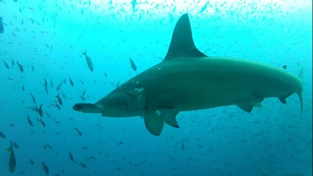 The Hammerhead sharks swim around underwater cameraman.