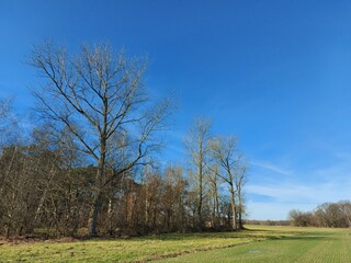 Wald im zeitigen Frühjahr. Laubbäume. Die Äste sind kahl. Die Baumwipfel sind blattlos. Ein verzweigter Baum aus altem Holz. Wege, die durch den Park führen. Feld mit landwirtschaftlichen Flächen. 