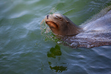 Fototapeta premium Small sea Lion or seal swimming in blue water with head above the surface of the water. Copy space.