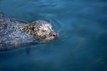Obraz premium Small sea Lion or seal swimming in blue water with head above the surface of the water. Close up image with copy space.