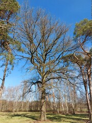 Wald im zeitigen Frühjahr. Laubbäume. Die Äste sind kahl. Die Baumwipfel sind blattlos. Ein verzweigter Baum aus altem Holz. Wege, die durch den Park führen. Feld mit landwirtschaftlichen Flächen. 