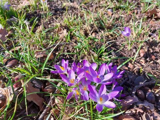 Safran ist ein Frühlingsbote. Hinter den nadelartigen Blättern ragen zarte Blütenblätter hervor. Lila Krokus-Blüten. Eine Gewürzpflanze. Die blühende Pflanze riecht gut. Es ist eine Zwiebelpflanze.