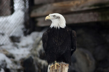 close up portrait of bald eagle in the zoo