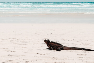 Marine Iguana resting on Tortuga Bay beach 