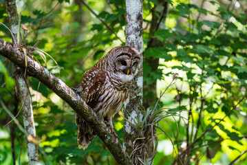 Barn Owl Sitting In A Green Tree Looking Downward
