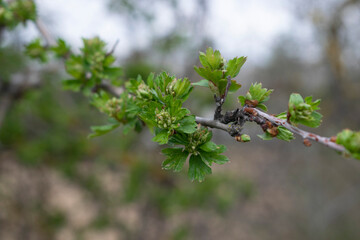 Ramas de árbol con brotes verdes.