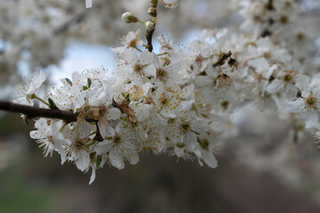 Ramas de flores blancas de un cerezo.