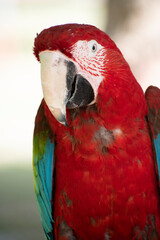 red and green macaw