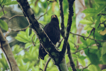 Common black hawk perched in the jungle
