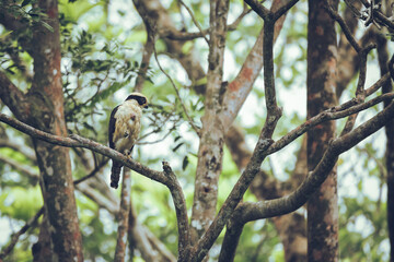 Laughing Falcon bird of prey perched in the jungle
