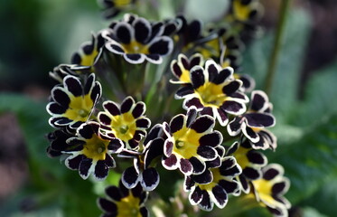 Blüten einer hohen Schlüsselblume